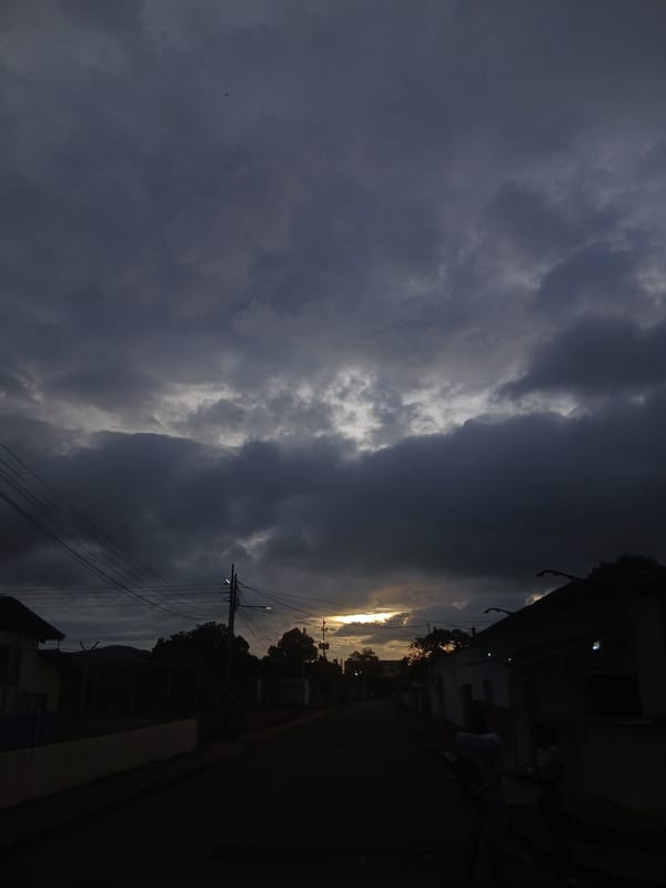 Evening documentation of Juan Griego streets and local flowers