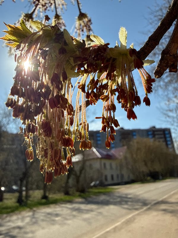 Spring maple flowers bloom in Dmitrov, Russia