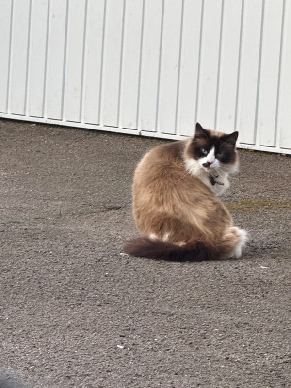 Cat spotted resting on pavement in Gorleston-on-Sea