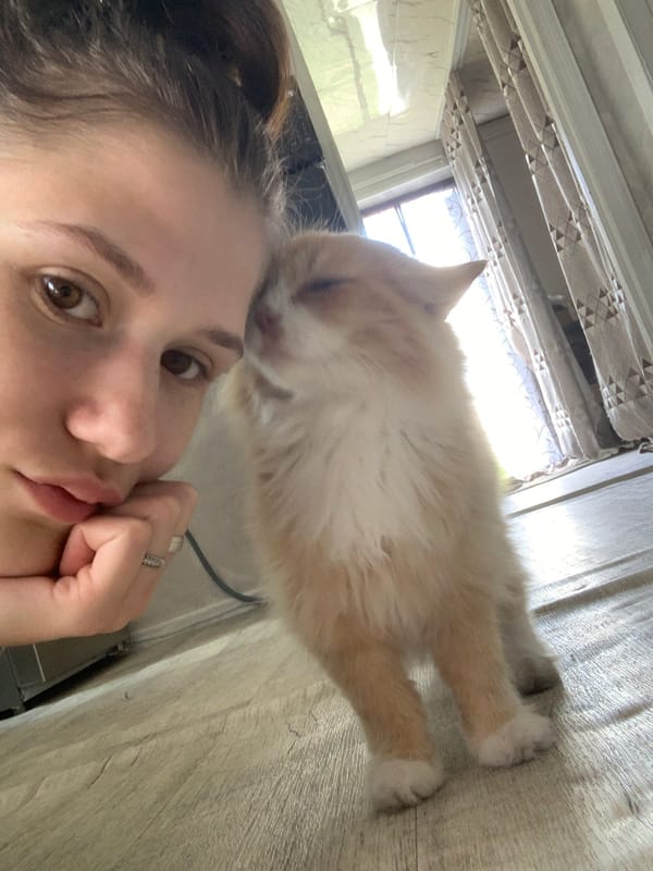 Lazy morning at home with a cat and light housekeeping