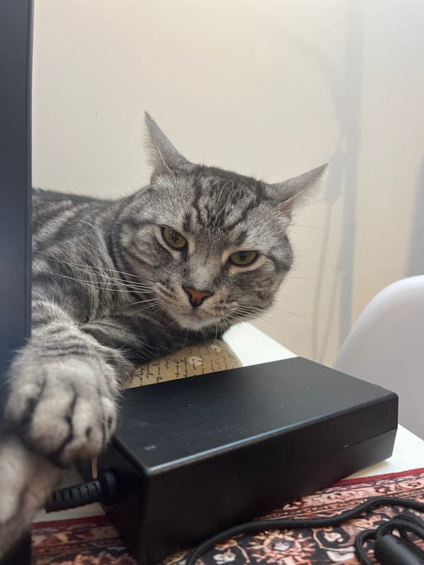 Grey tabby cat enjoys quiet evening in Montenegro coastal towns