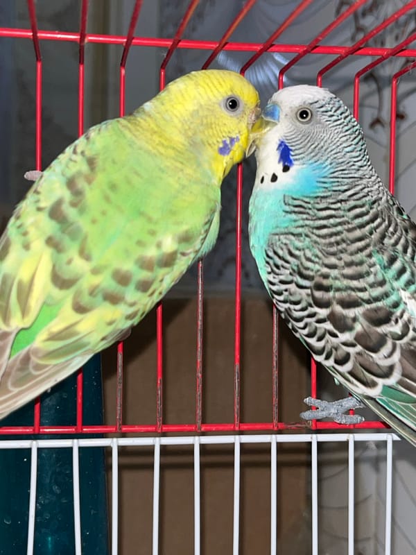 Budgerigars interact in cage, Fez Morocco