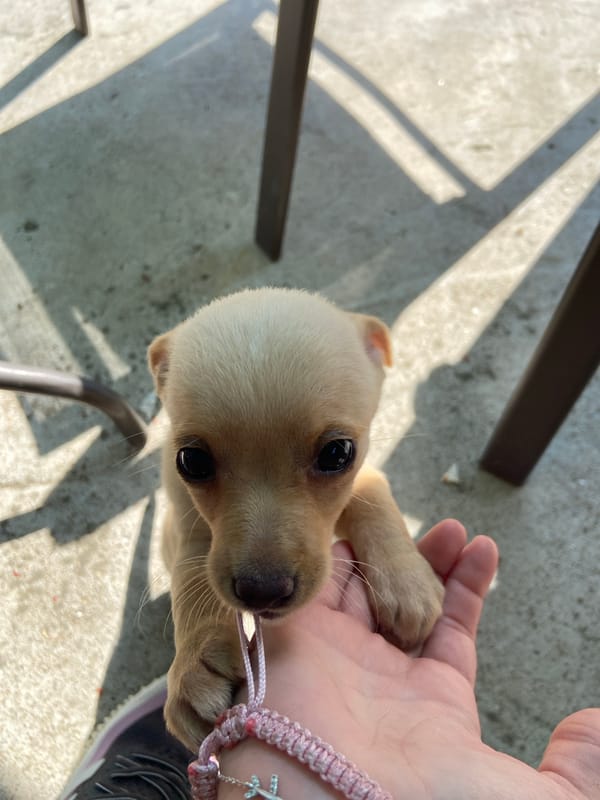 Small puppy photographed in outdoor setting in Bulgaria