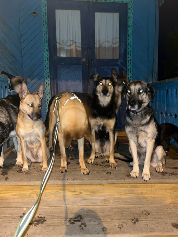Evening dog life documented in Nizhny Tagil residence