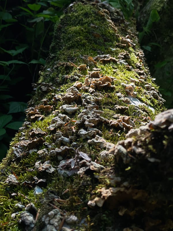 Forest moss and fungi documented in Estosadok, Russia