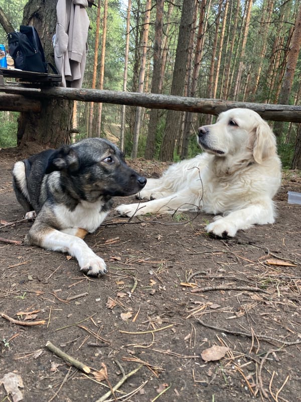 Dogs and campfire documented during forest outing in Chaikovsky