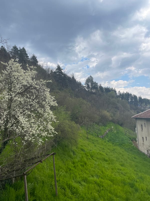 Spring blooms and quiet moments documented in Zlatograd, Bulgaria