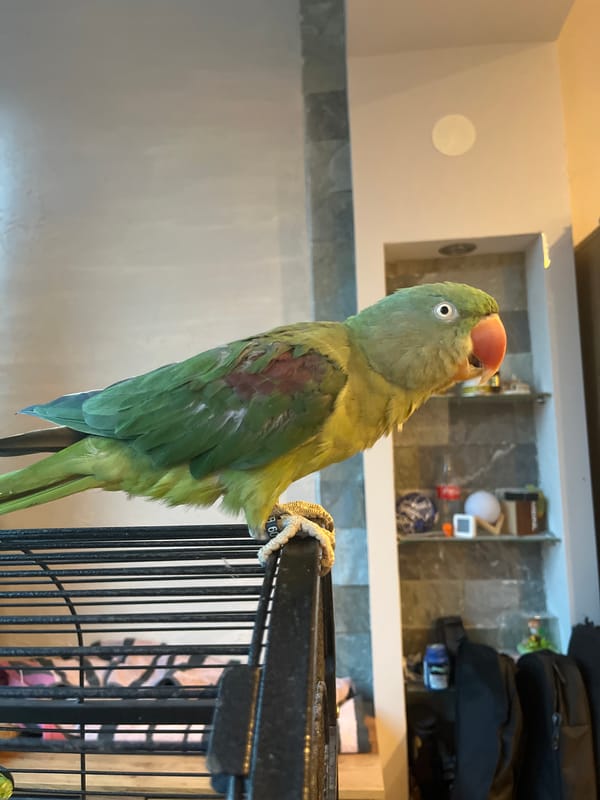 Parakeet on a cage and shoulder, Pazardzhik streets nearby