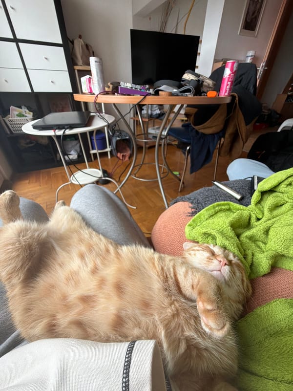 Orange cat naps peacefully in Sofia home