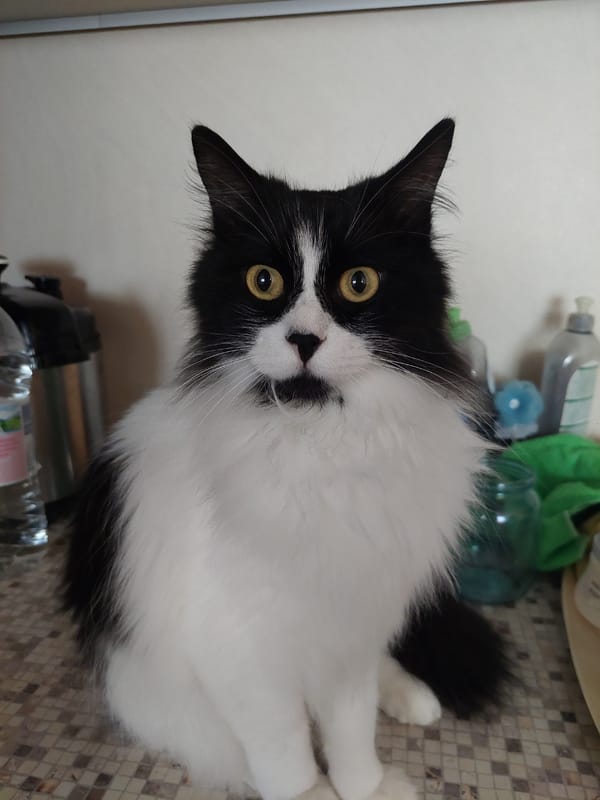 Black and white cat spotted in multiple Plovdiv locations