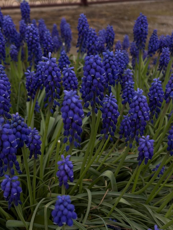 Spring blooms and portraits captured in rural Russia