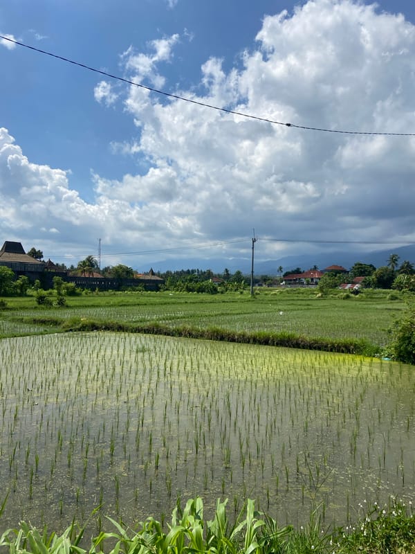 Rural Buleleng scenes captured: rice paddies, shrine, gardens documented