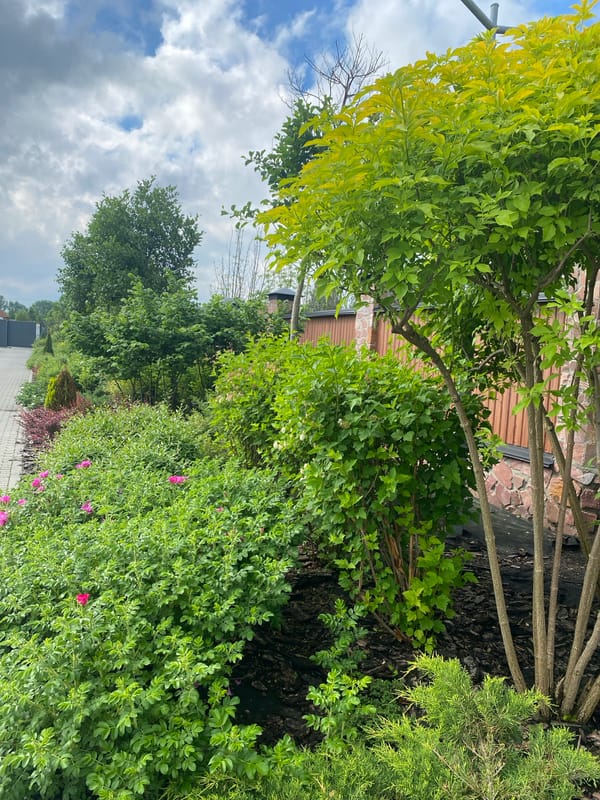 Morning garden walk documented in Rozhny, Ukraine