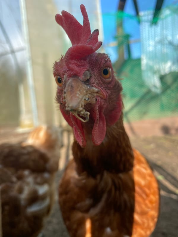 Backyard chickens, garden blooms, and indoor pets in Votkinsk