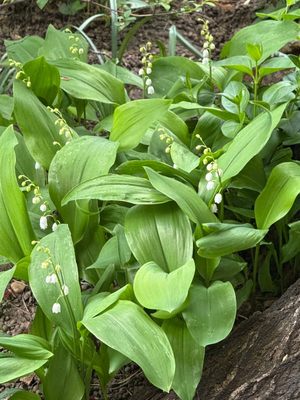 Lily of valley flowers spotted growing near tree base