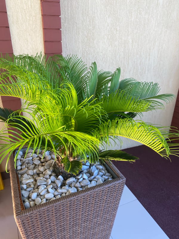 Balcony, palms, and seaside seating at a Sochi property