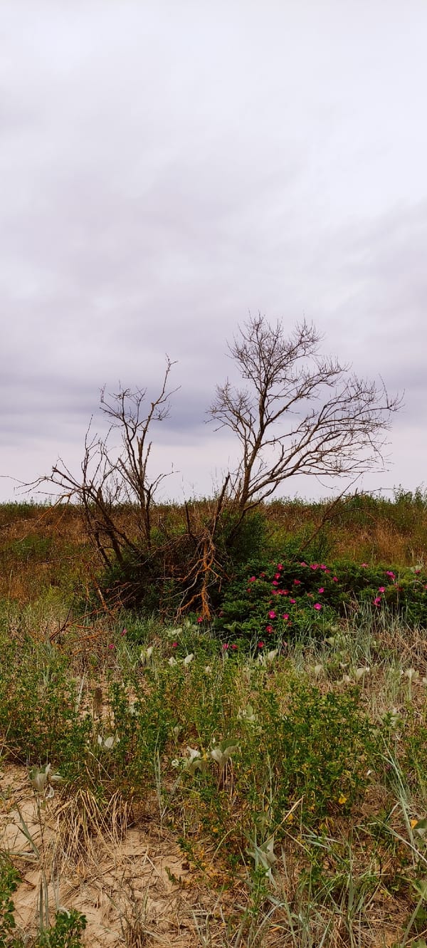 Morning coastal scenes documented in Zelenogradsk under overcast skies