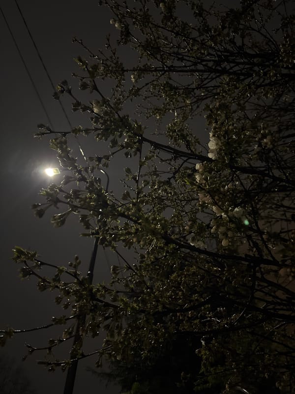 Spring blossoms illuminate Kragujevac street at night