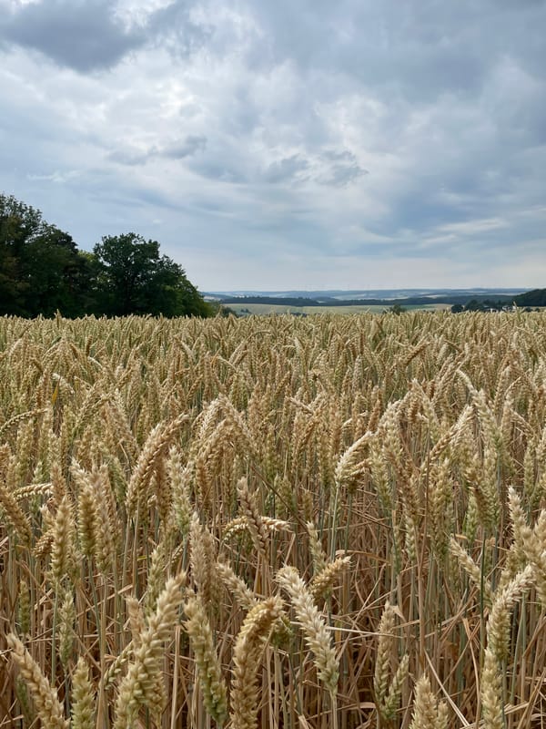 Golden wheat field near harvest time in rural Germany