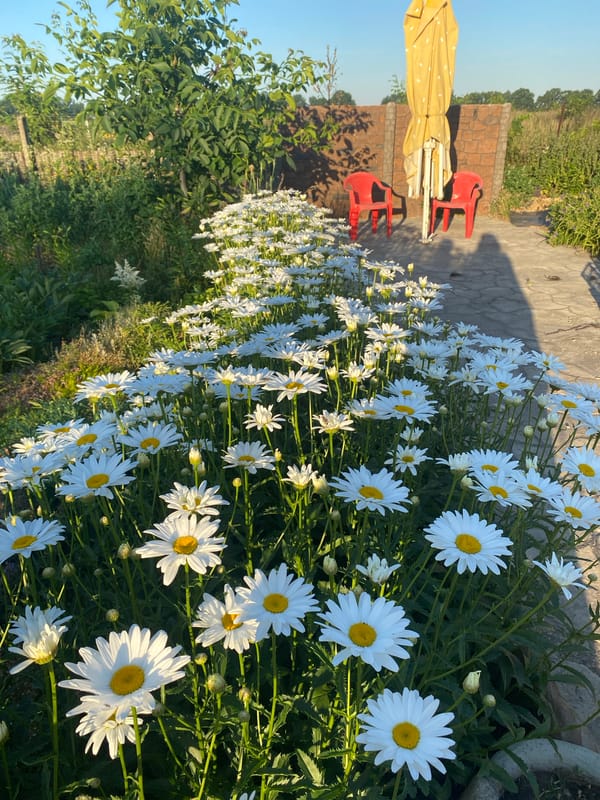 Vasylky backyard garden in full summer bloom