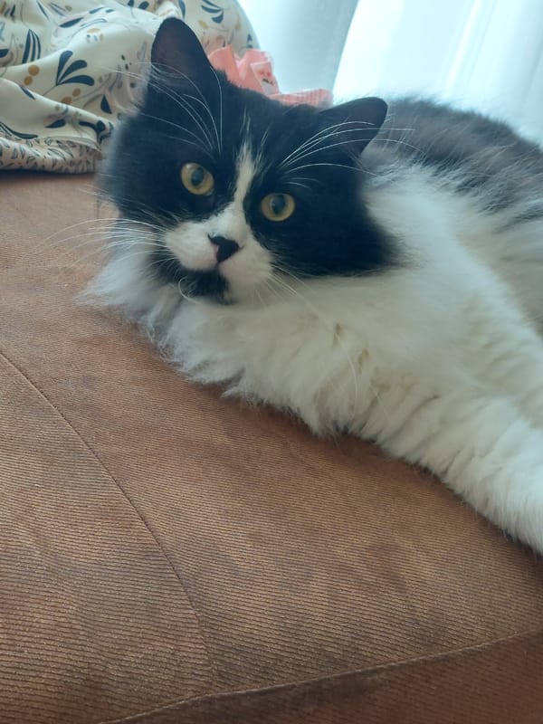 Fluffy black and white cat relaxes on a sofa in Plovdiv