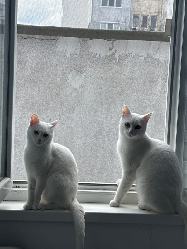 Two white cats spotted on windowsill in Burgas, Bulgaria