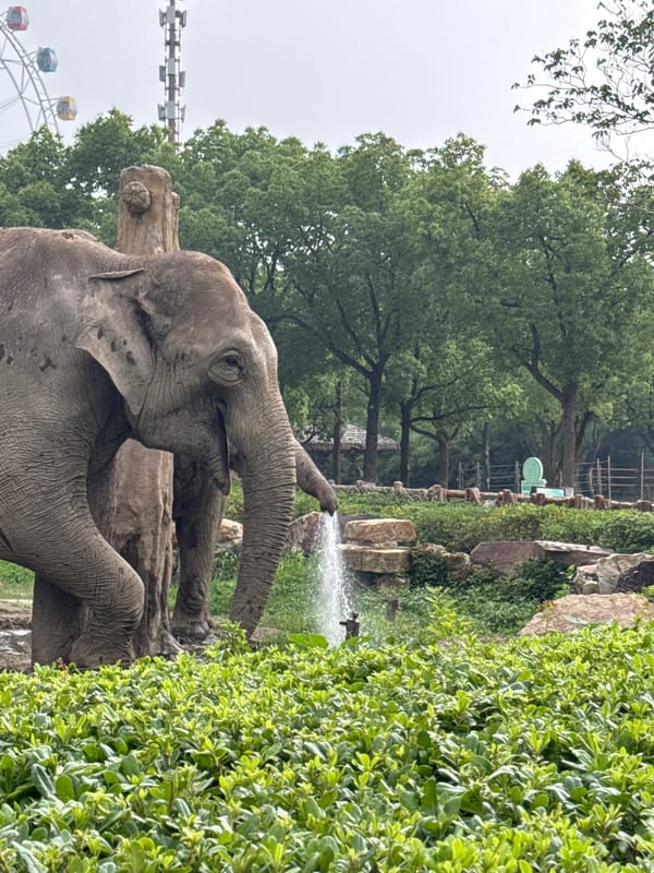 Asian elephants active at Shanghai Zoo, one spraying water