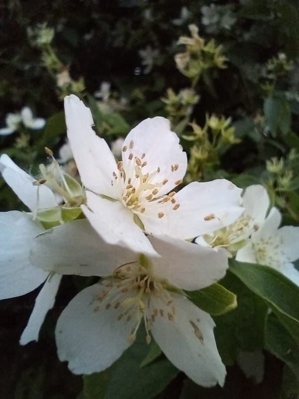 Wildflowers and garden blooms up close in Kołobrzeg
