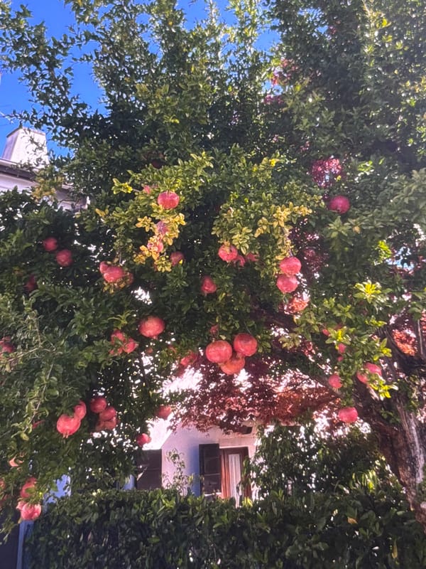 Ripe pomegranates and a sunlit garden patio