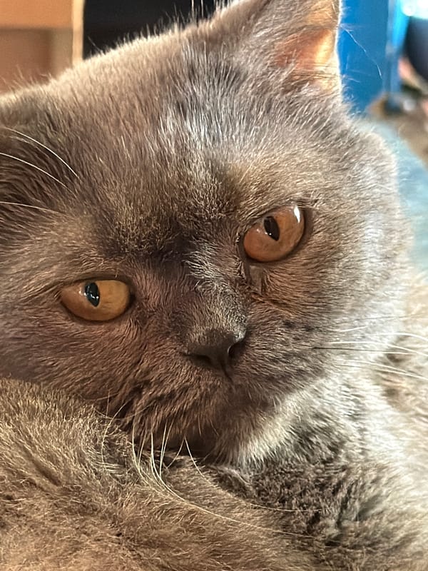 Domestic life captured: gray cat, fresh fruit, household items