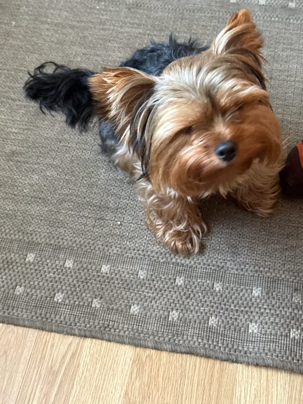 Yorkshire Terrier on a gray rug, ears perked up