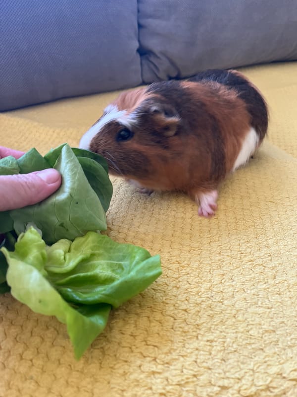 Guinea pig enjoys lettuce breakfast on yellow blanket indoors