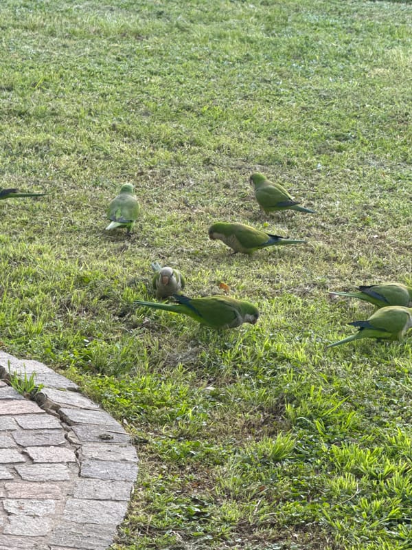 Monk Parakeets spotted gathering on Tel-Aviv grassland