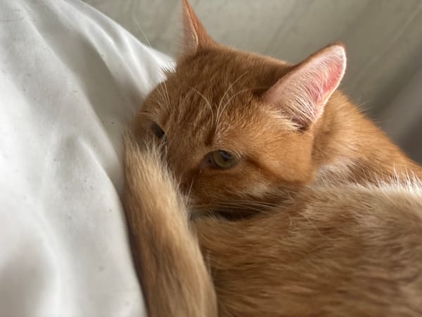 Woman and cats share quiet domestic moments in Zheleznogorsk home