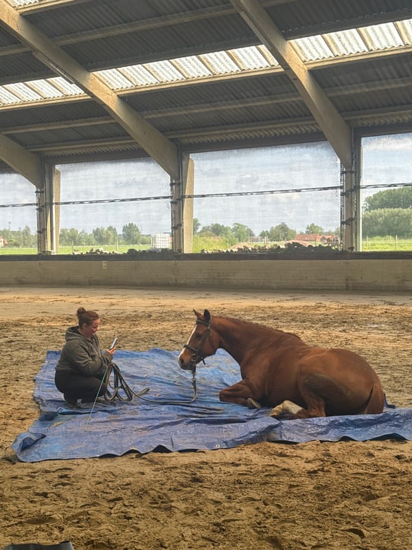 Horse training session observed at Belgian indoor arena