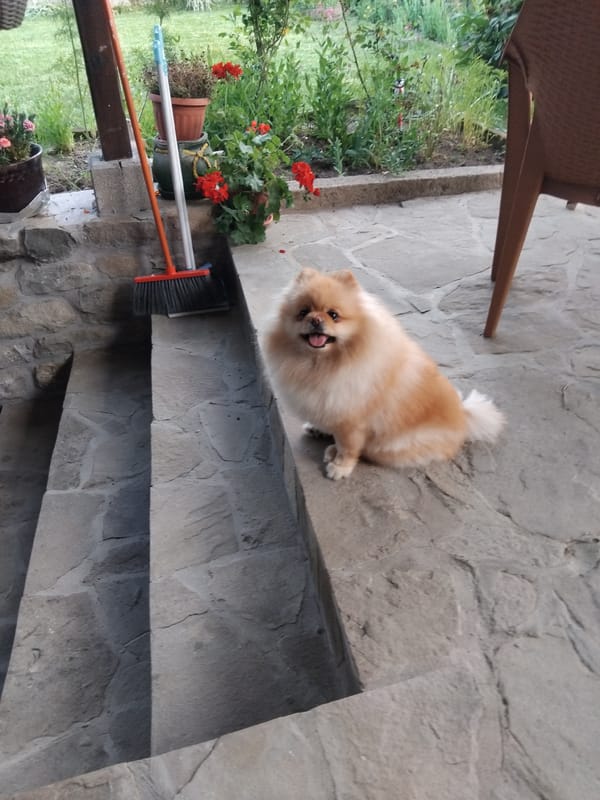 Pomeranian dog spotted on stone patio in Apriltsi, Bulgaria