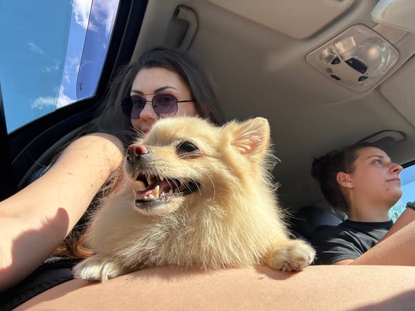 Woman with dog spotted in car passenger seat, Sofia