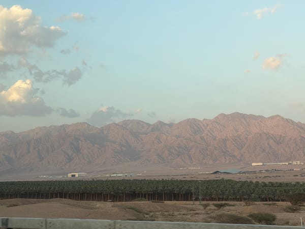 Desert landscape with palms documented in Eilat, Israel