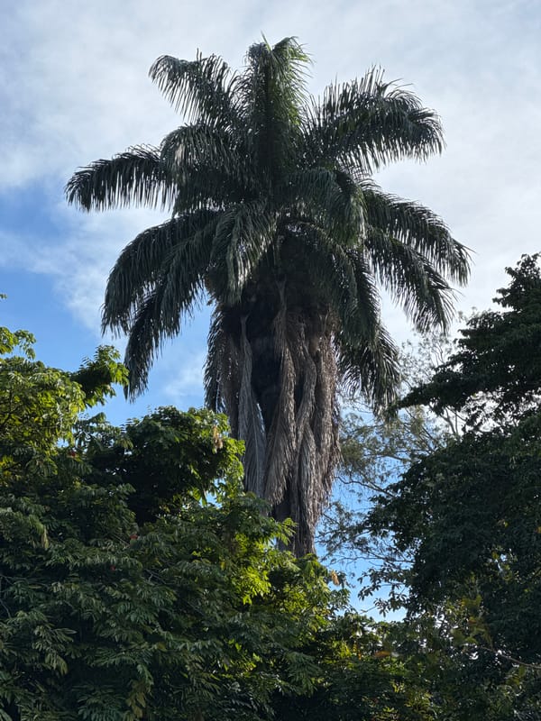 Lazy afternoon in a Niterói park, old trees and wildlife