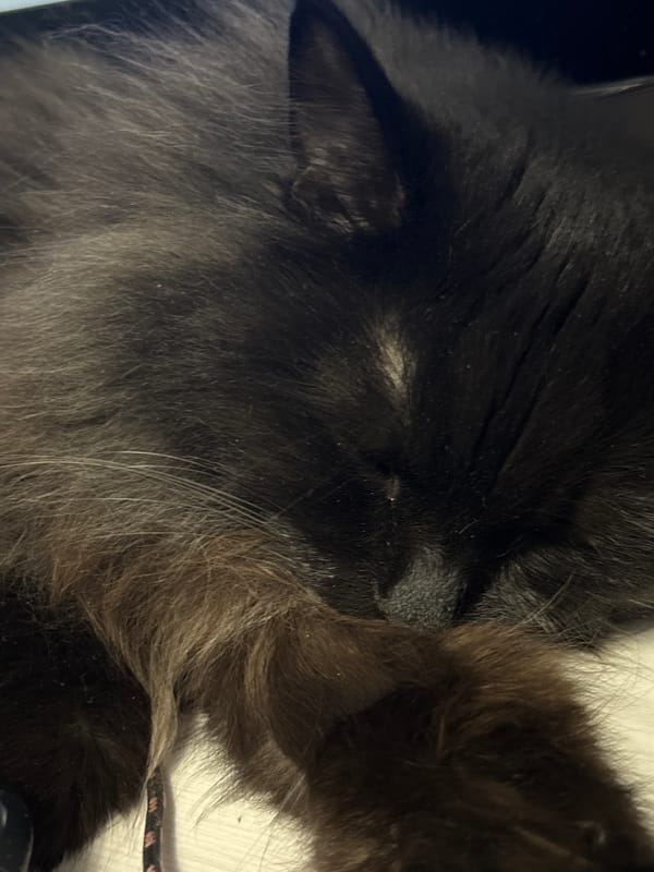 Cat sleeps peacefully in Megion, Russia