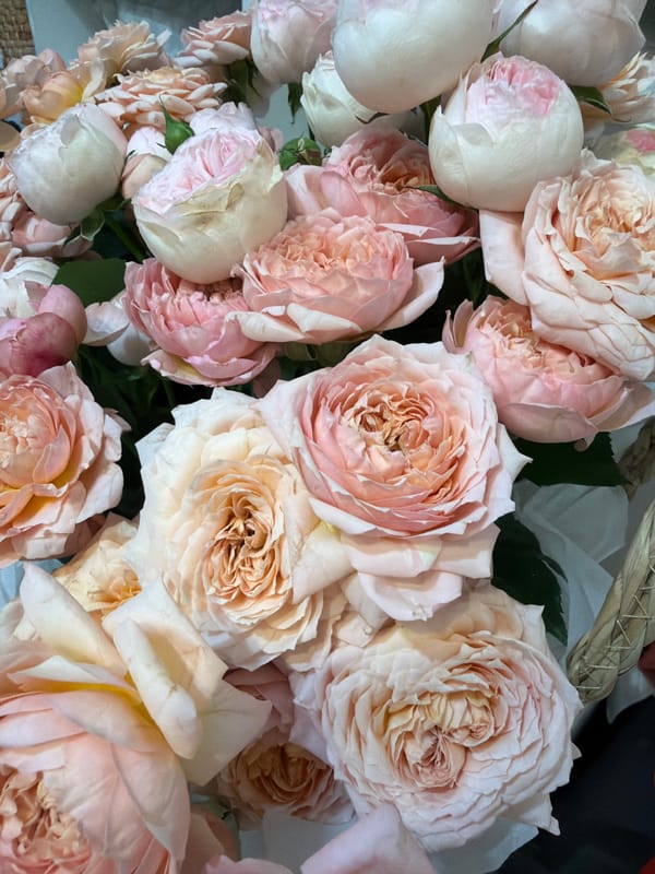 Roses and cats in a cozy Almaty setting