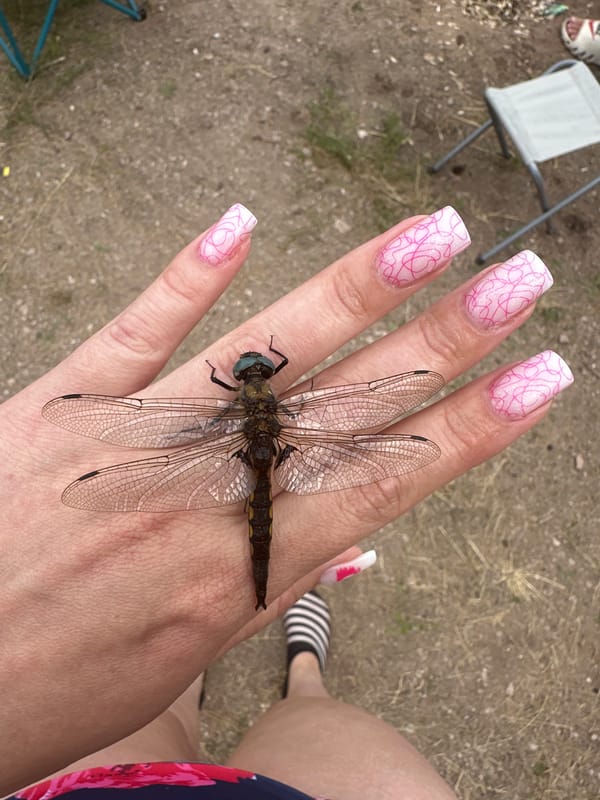 Dragonfly makes itself at home at a Russian campsite gathering