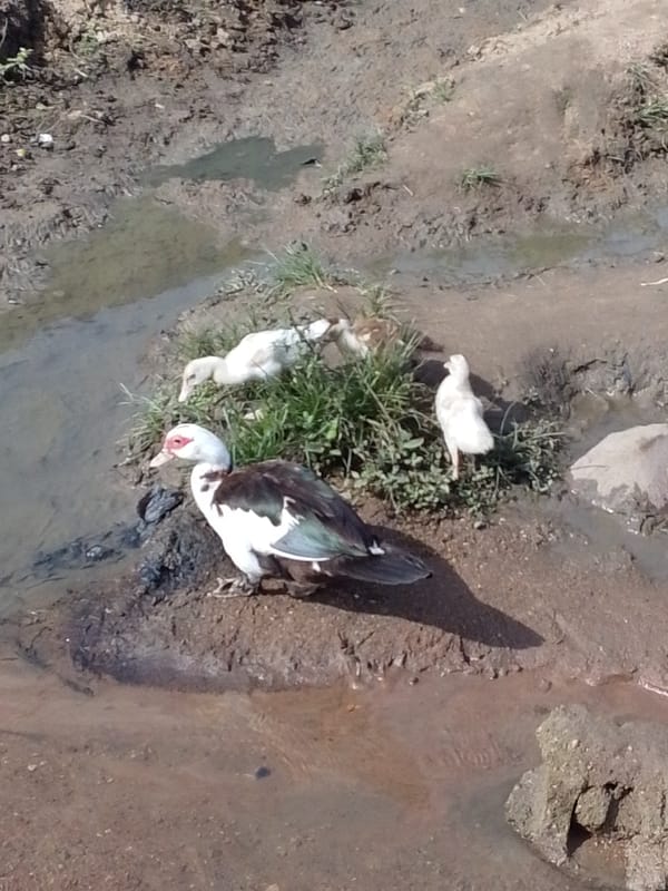 Everyday farm and yard life in Serti, Nigeria