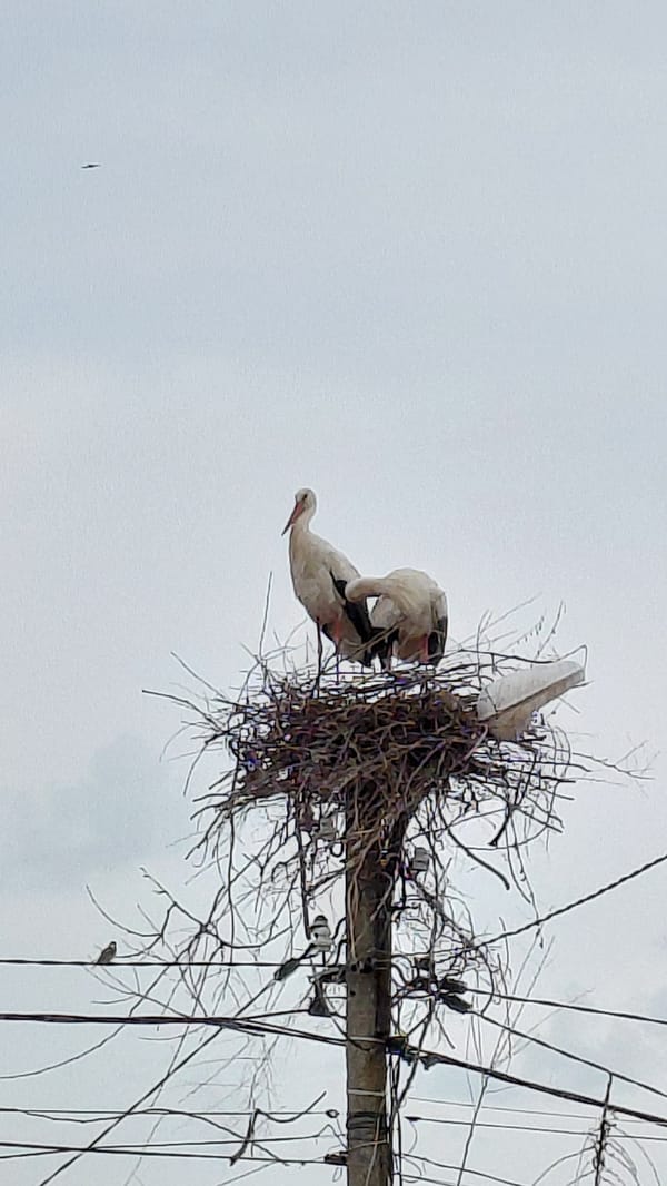 Two storks observed at utility pole nest