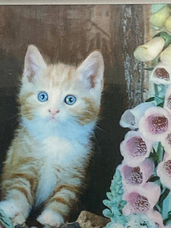 Pets, crafts, and Almaty cityscapes on a June morning
