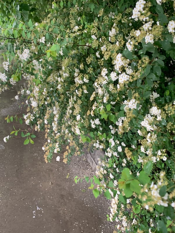 Morning dew observed on plants in Stavropol, Russia