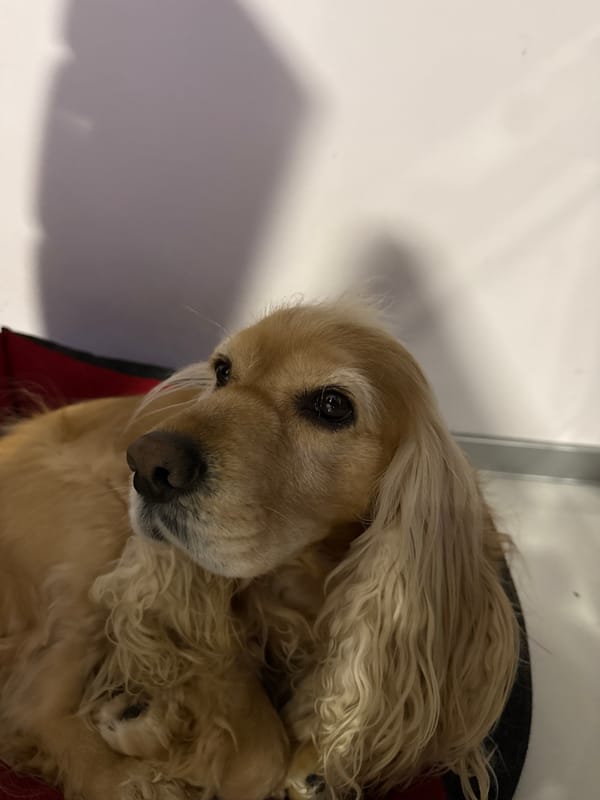 Cocker Spaniel rests in pet bed in Burgas