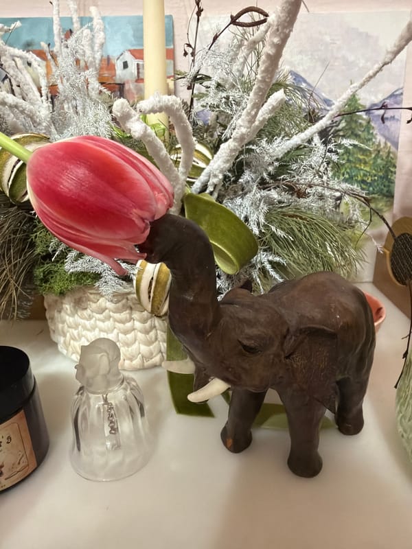 Indoor decorative arrangements and houseplant displays photographed in Belgrade