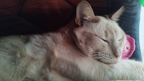 Rainy Saint Petersburg night: cats, portraits, and quiet indoor life