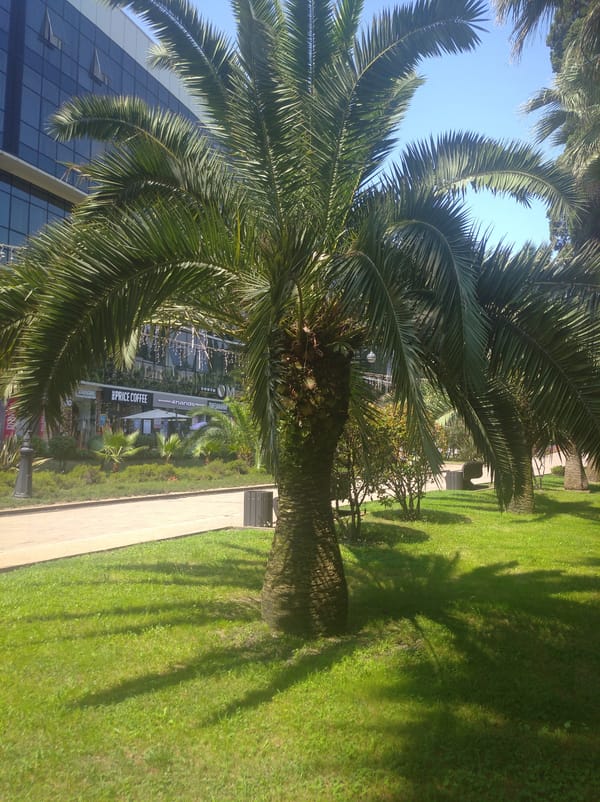 Sochi park gardens in full summer bloom